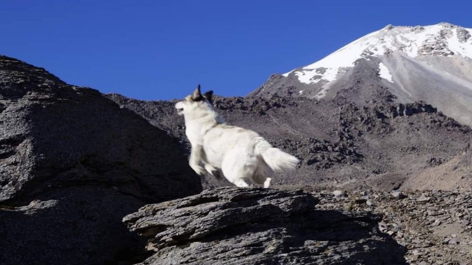 Citla fue captado por alpinistas en sus recorridos por el Pico de Orizaba