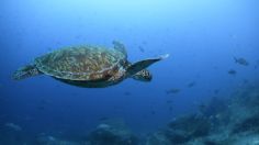 Tres personas murieron y al menos 32 fueron hospitalizadas por comer una tortuga marina guisada