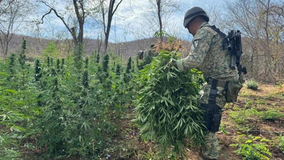 En Sinaloa, Chihuahua, Durango y Guerrero, elementos del Ejército Mexicano, destruyeron 284 plantíos de amapola en 27 hectáreas y 66 plantíos de marihuana en 6 hectáreas