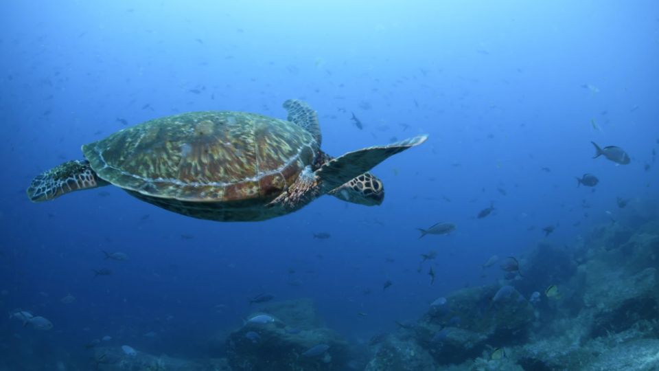 Las tortugas marinas son consumidas a pesar de estar en peligro de extinción.