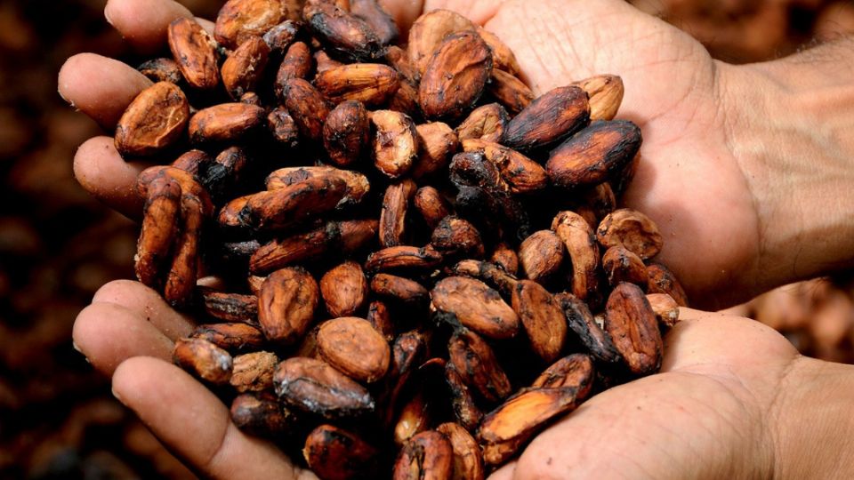 El cacao no fue aceptado por los Reyes Católicos. Fuente: El Heraldo de México