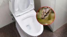 Una serpiente oculta en la taza de un baño muerde a una mujer en Texas