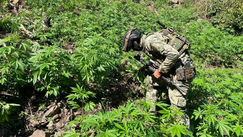 Golpe al CJNG: Marina destruye 15 plantíos de marihuana en Nayarit