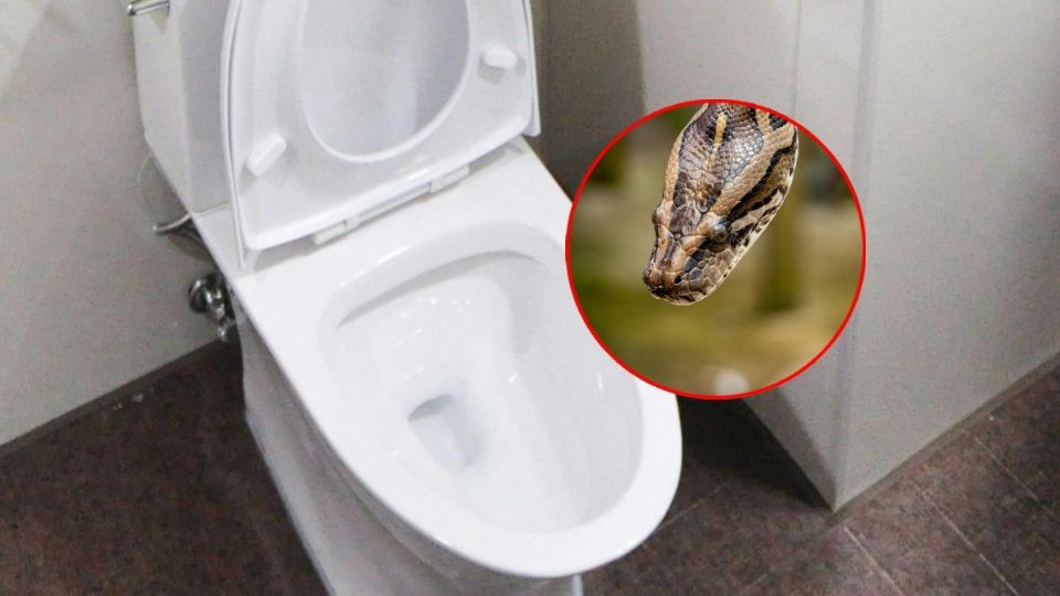 Encuentran a una serpiente en el baño