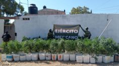 Desmantelan plantío de marihuana en cateo del Ejército en La Cruz de Elota