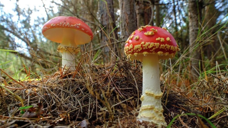 Los efectos del hongo Amanita muscaria han sido investigados por los antropólogos.