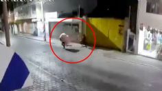 Pareja asalta tienda de regalos y roban un oso de peluche gigante en Tehuacán: VIDEO