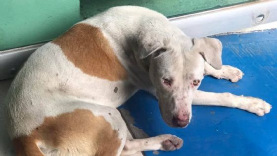 Asesinan a un perrito con un petardo en Jacona, denuncian envenenamiento masivo