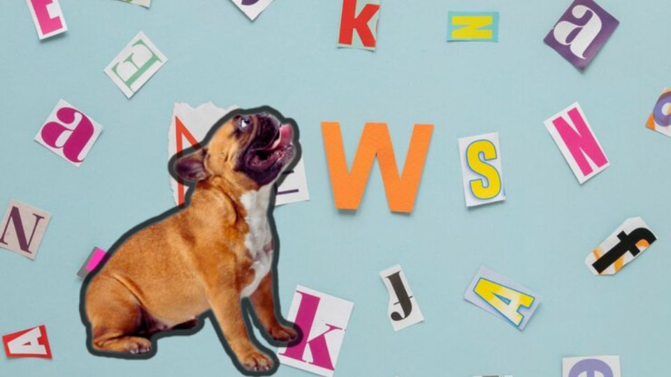 Cómo hacen realmente los perros para comunicarse con humanos. Fuente: Canva