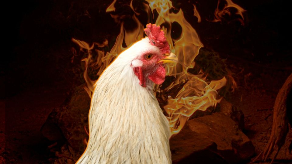 Gallina le sale fuego por el pico en la India