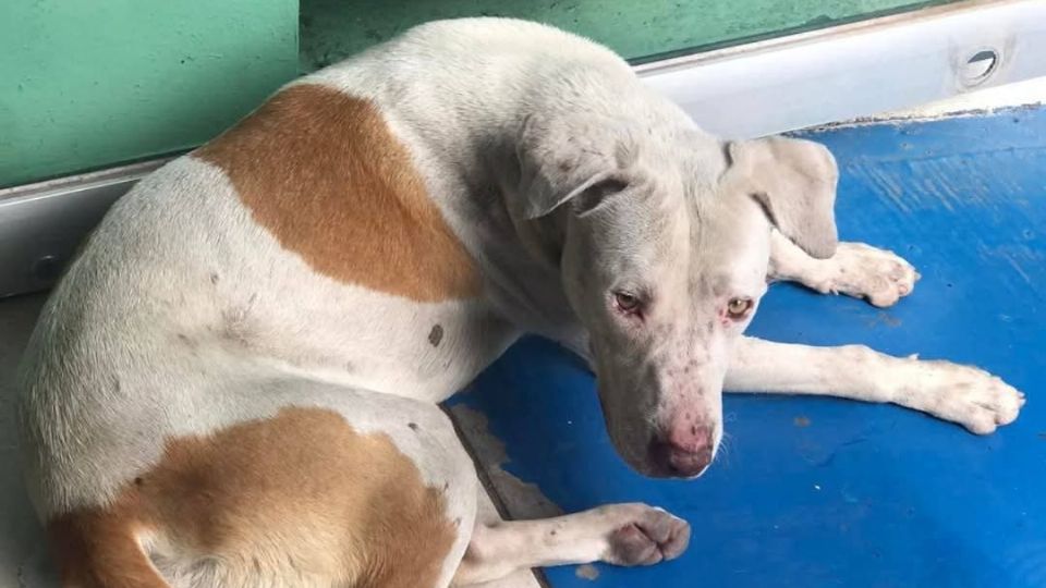 Perrito fue lastimado con pirotecnia