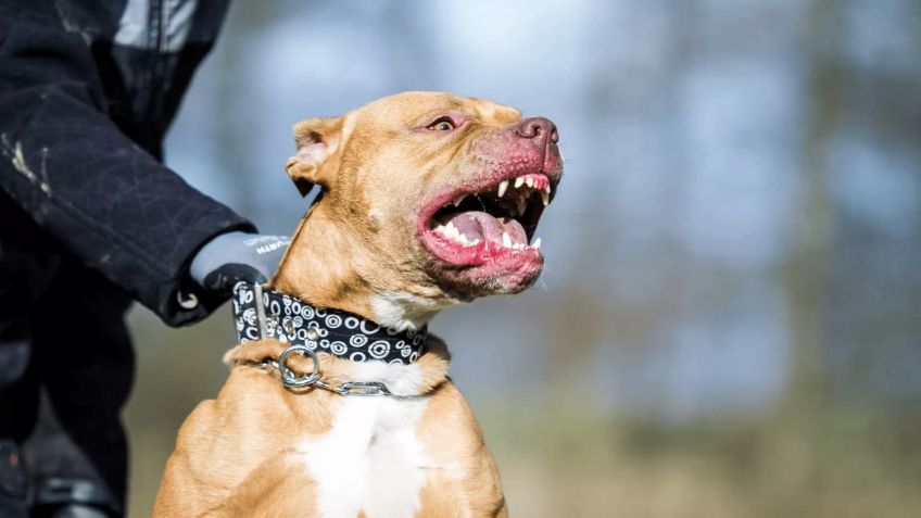 Dos perros asesinan a niño de cuatro años de edad en plena Navidad