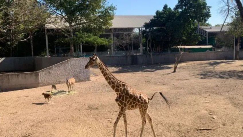 Muere jirafa presuntamente desaparecida en Zoológico de Culiacán, confirman veterinarios