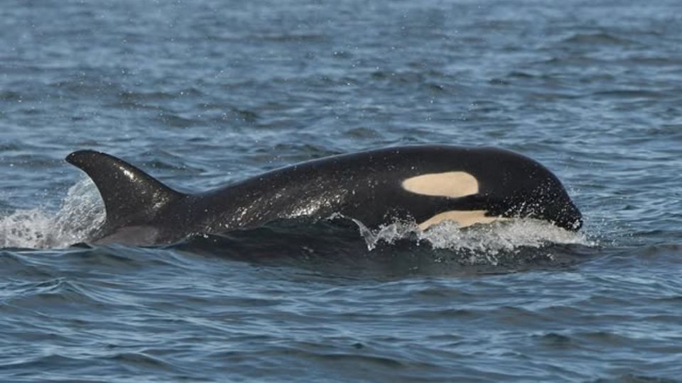 La mamá orca fue captada con su cría recién nacida.