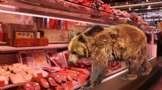 Un oso entra a saquear supermercado, se llevó toda la carne; un trabajador resultó herido