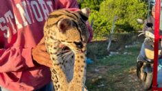 Pobladores de Dzan, rescatan a un cachorro de tigre sobre la carretera