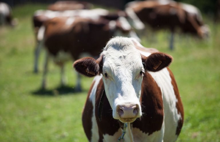 mata a pareja y paga con vacas