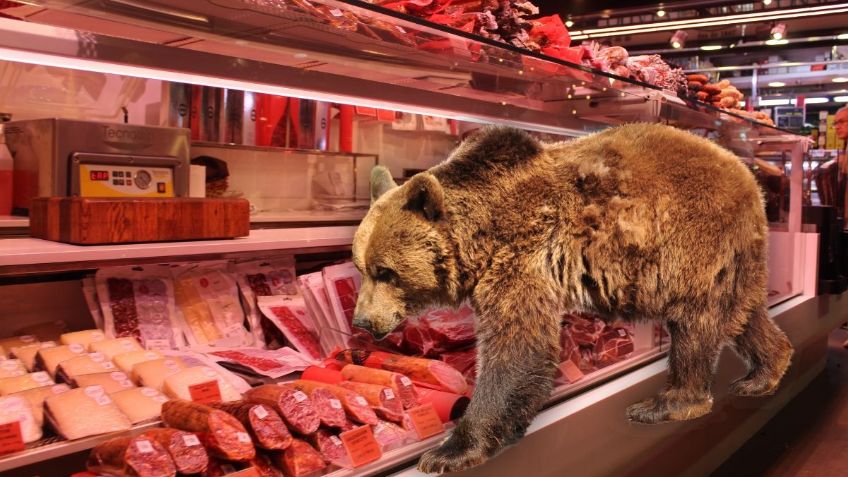 Un oso entra a saquear supermercado, se llevó toda la carne; un trabajador resultó herido