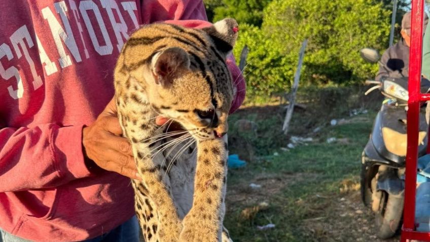 Pobladores de Dzan, rescatan a un cachorro de tigre sobre la carretera