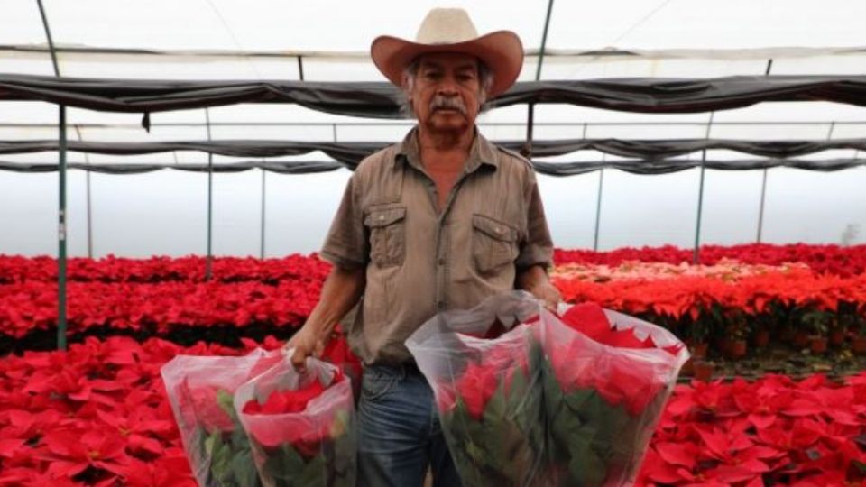 Según datos del Gobierno Federal, en México existen 929 productores de nochebuena.