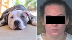 Arrestan a mujer por apuñalar al perro de su novio en un ataque de ira, el pitbull logró sobrevivir