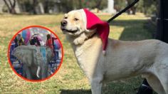 Acude a conocer a los perritos ayudantes de los Reyes Magos al Museo del Metro