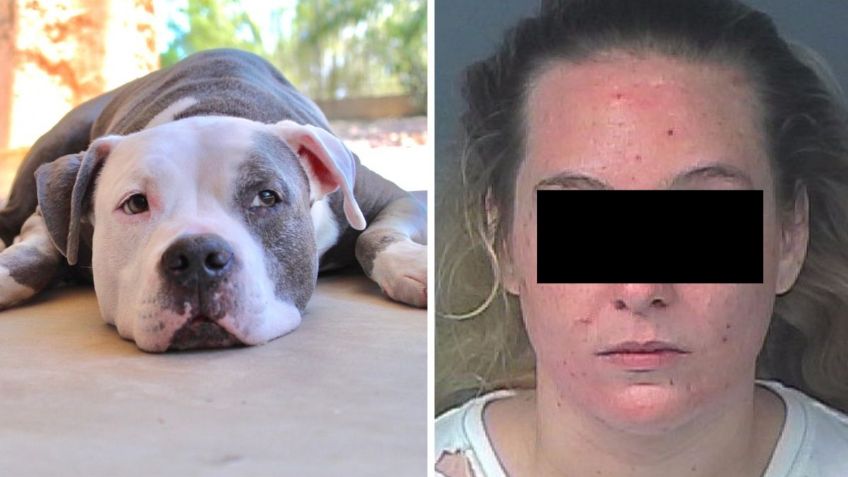 Arrestan a mujer por apuñalar al perro de su novio en un ataque de ira, el pitbull logró sobrevivir