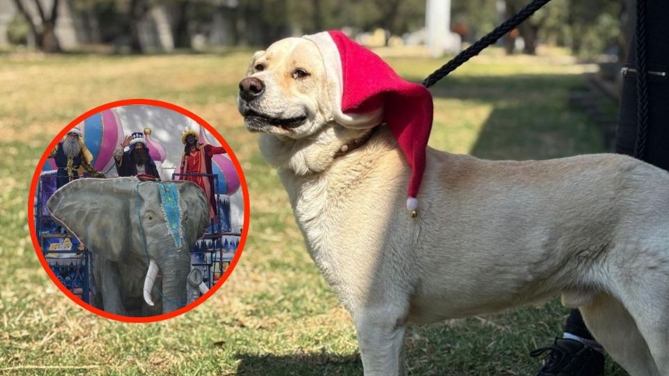 Los perritos entregarán cartitas a Los Reyes Magos.