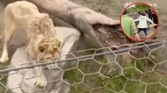 Zoológicos venden animales vivos a visitantes para que los arrojen a los tigres | VIDEO