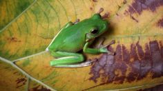 Qué es el kambó, bebida a base de ranas que habría ocasionado la muerte de una mujer en un retiro espiritual