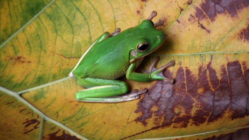 Qué es el kambó, bebida a base de ranas que habría ocasionado la muerte de una mujer en un retiro espiritual