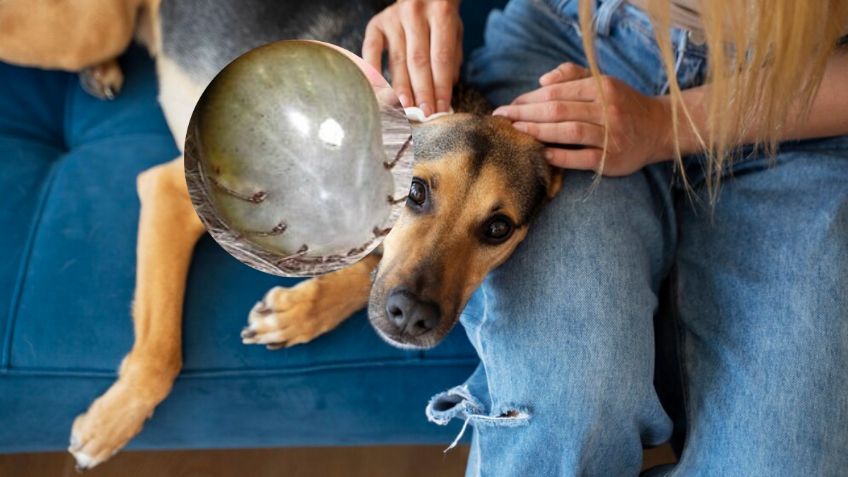 Un veterinario explica cómo desparasitar a un perro de forma correcta