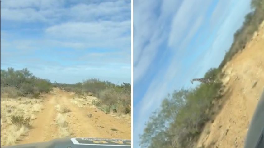 Captan misterioso grupo de tres jirafas corriendo en libertad en límites de Coahuila y Nuevo León | VIDEO