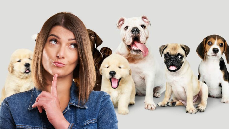 Estudio demuestra cuál es la raza de perro más cariñosa de todas. Fuente: Canva