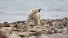 Un hombre en Canadá se enfrenta a un oso polar que atacó a su esposa y sufre graves heridas