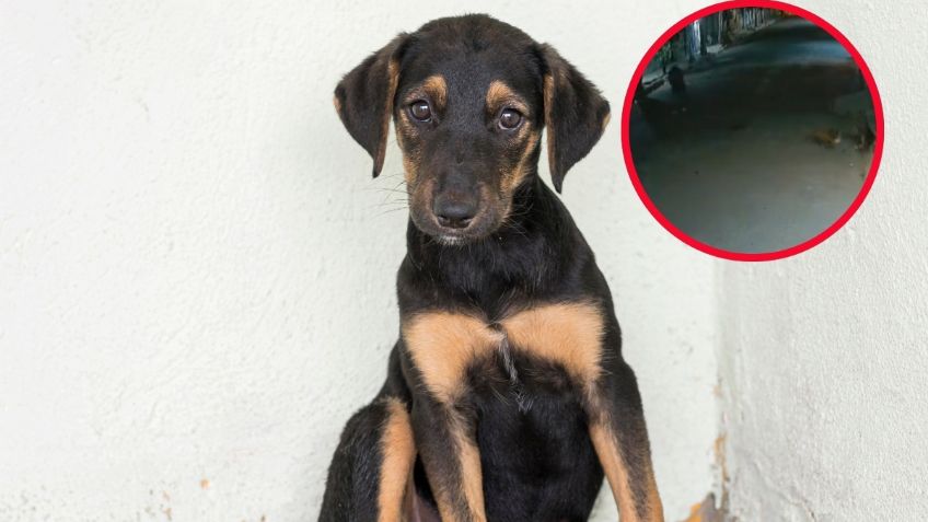 Joven dispara a perrito callejero en Valle de Chalco y causa gran indignación: VIDEO