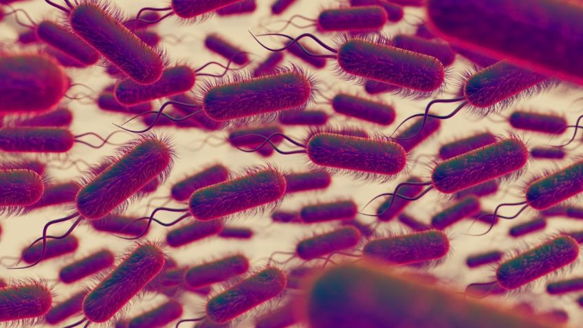 Así se contagia la bacteria Klebsiella oxytoca, que causó un brote epidemiológico en el Estado de México