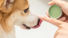 Veterinaria advierte que no se debe usar crema hidratante de humanos en perros