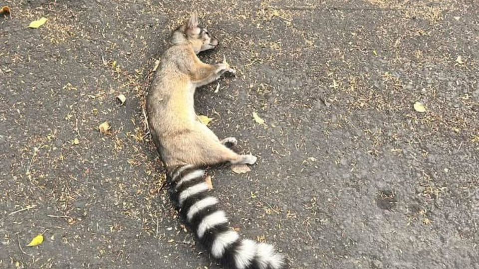 Denuncia la aparición de cacomixtles y gatos muertos en parques de la alcaldía Azcapotzalco por un envenenamiento.