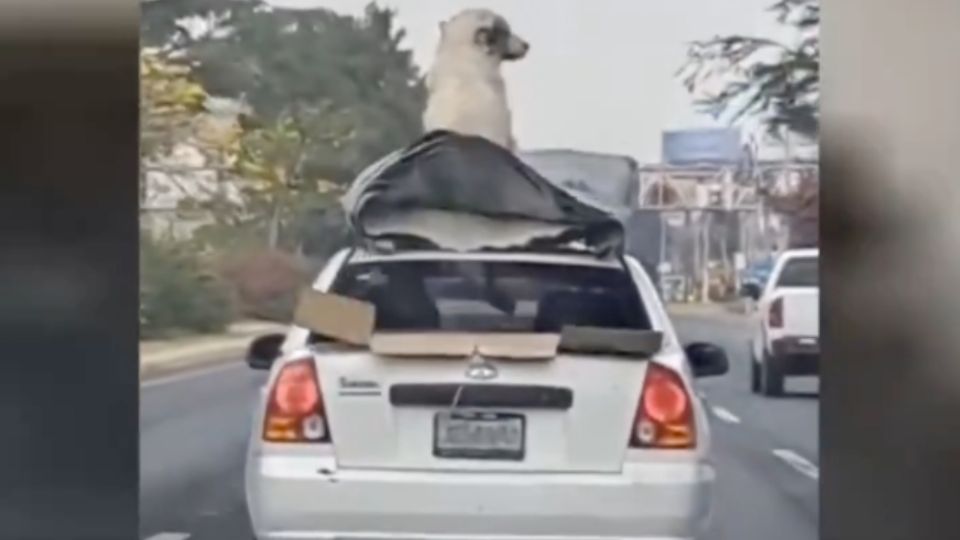 Un automovilista conducía con un perrito amarrado sobre su toldo en Guadalajara.