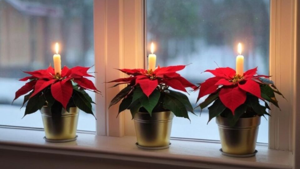 La nochebuena es una planta de temporada de invierno