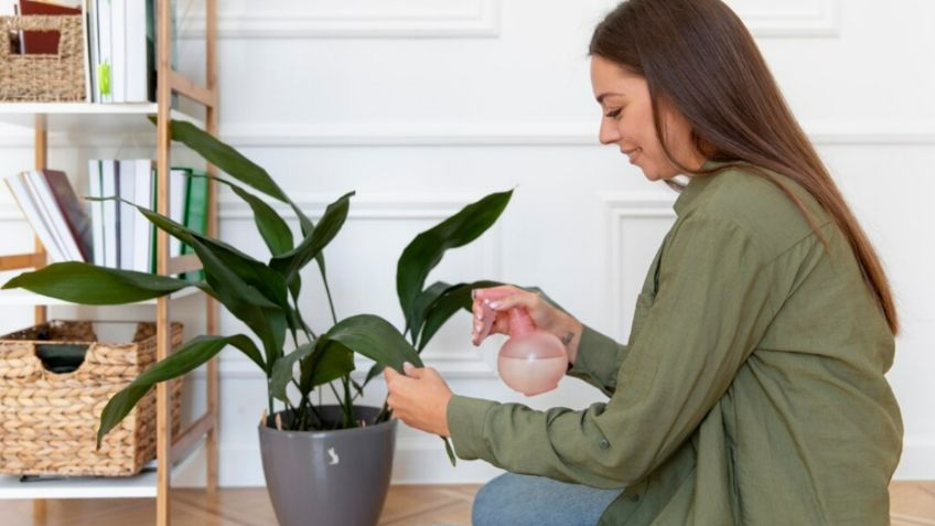 ¿Cómo limpiar las hojas de las plantas con cerveza?