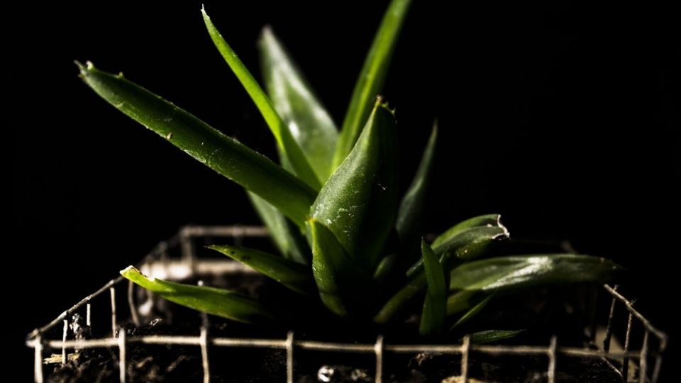 El aloe vera que contienen las sábilas tiene grandes propiedades curativas y cosméticas