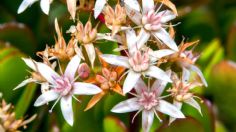 Conoce cuál es la fruta que hará que tu Árbol de Jade estalle de flores