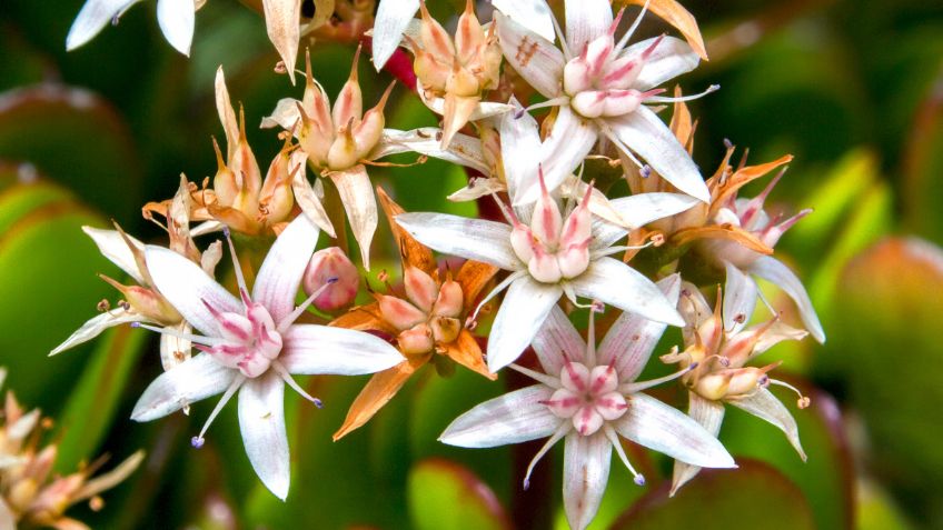 Conoce cuál es la fruta que hará que tu Árbol de Jade estalle de flores