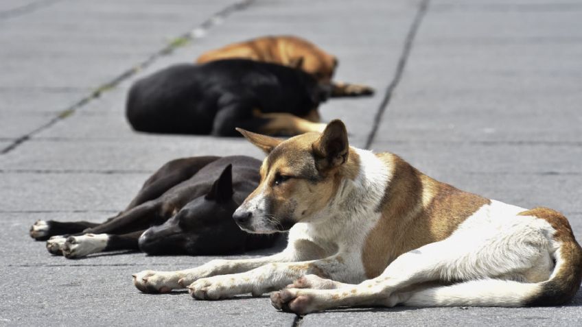 Ofrecen recompensa de 5 mil pesos por dar información sobre persona que ha envenenado a más de 20 perros en Hidalgo