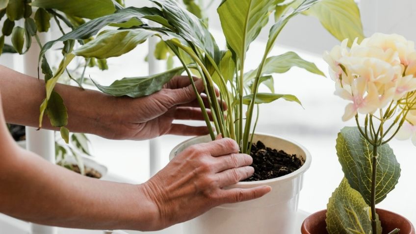 ¿Cómo saber si mis plantas son de sol o sombra?