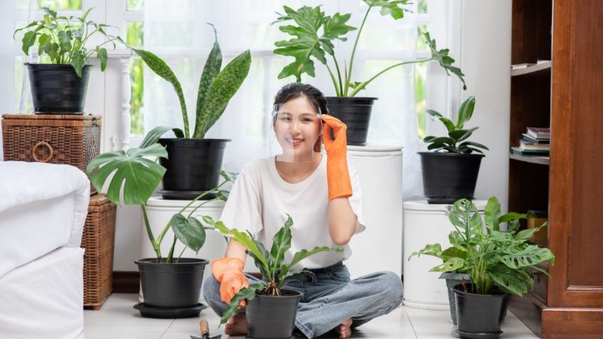 ¿Las tienes? Estas son las plantas que atraen a las cucarachas