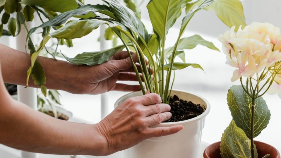 Las plantas necesitan diferentes cuidados