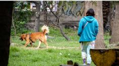 Localizan el cuerpo de otro perro asesinando en Bosque de Nativitas, Xochimilco: van 23 casos